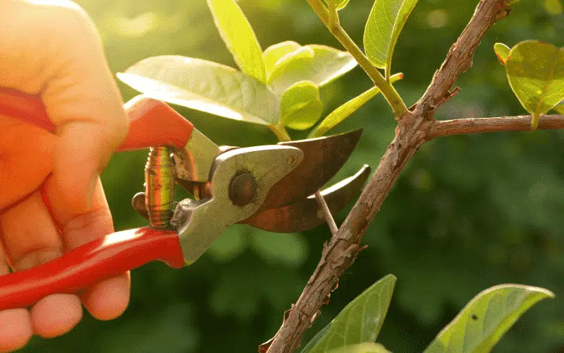 Content Pruning Strategy