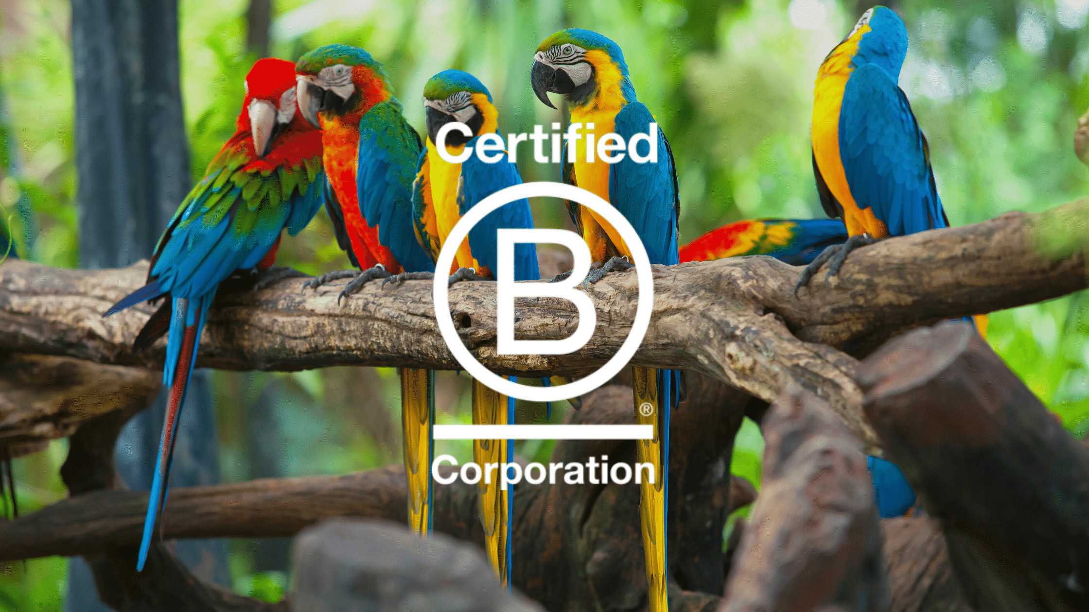 Four Drunk Parrots 4DP are officially B Corp certified